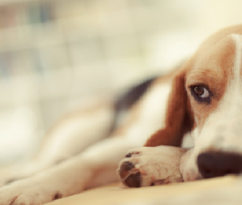 小型犬の犬のパルボウイルスの認識と管理