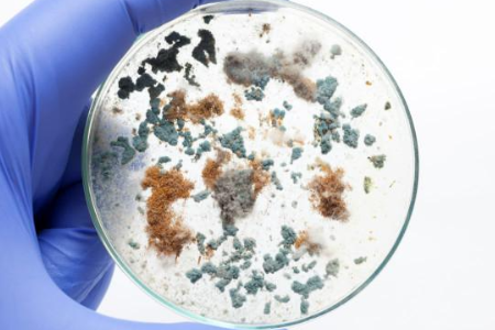 Baibo BiotechnologyによるTrypticase Soy Burthによる信頼性の高い微生物栽培の確保：グローバル研究所にとって好ましい選択