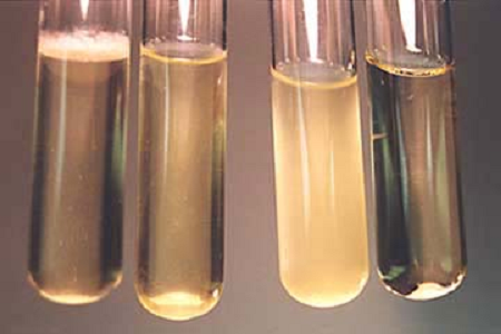 Babio、世界の微生物研究所向けに高性能ブレインハートインフュージョンブロスを発売