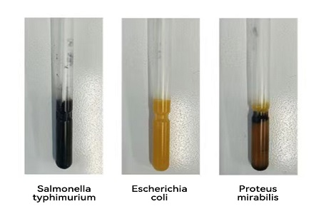 BABIO、世界中の微生物サンプルを確実に移送するための高性能移送培地（SSタイプ）を発売