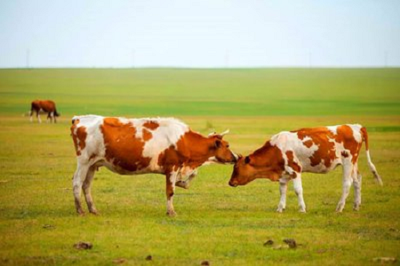 BABIO、現代の畜産向け高感度ウシ妊娠迅速検査キットを発売