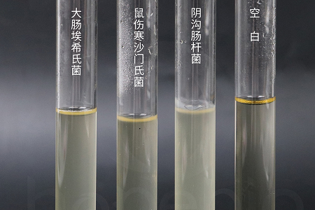 Babio Biotechnology、信頼性の高い微生物培養用の高性能ブレインハートインフュージョンブロスを発売