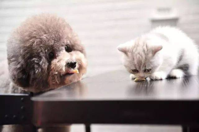 猫疫病ウイルス検出用迅速 FPV Ag テスト キット