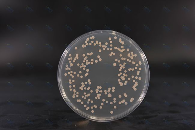 Brain Heart Infusion Agar: 細菌培養用の栄養豊富な培地